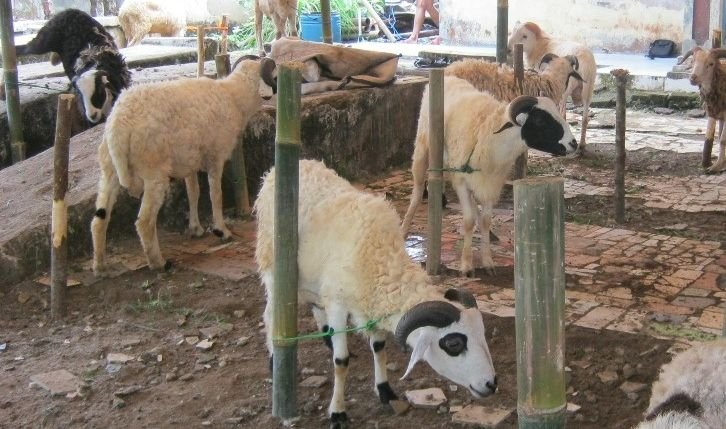 Sumber Hewan Kurban Banten Berasal dari Pulau Sumatera 5 Hewan Kurban Idul Adha Dipasok dari Luar Daerah, Tim Kesehatan Hewan Diterjunkan