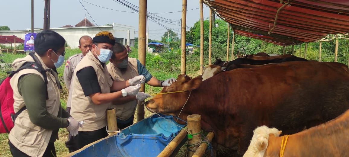 Dapat Temuan, DKPP Kabupaten Serang Temukan Hewan Kurban Sakit