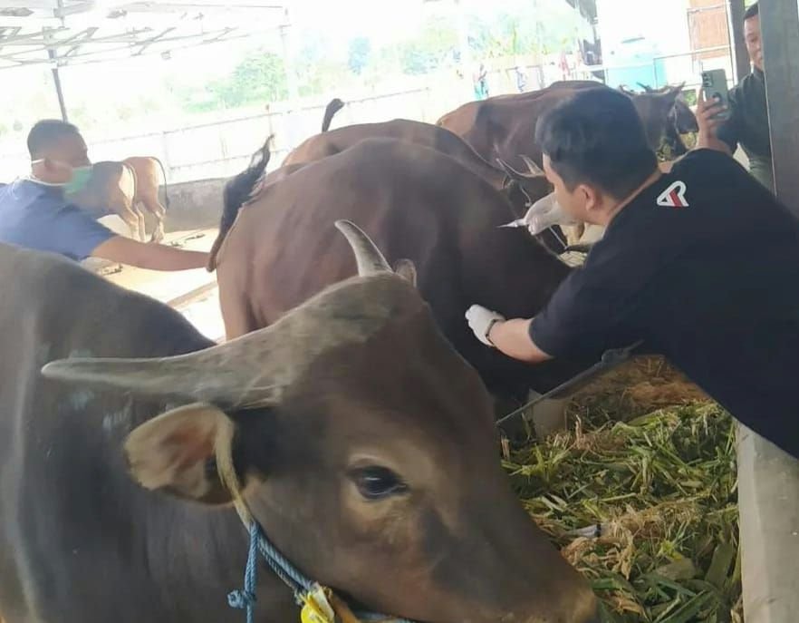 Melihat Hewan Kurban Para Pejabat, dari Jokowi Sampai Prabowo, Ada yang Beratnya Fantastis 1 Melihat Hewan Kurban Para Pejabat, dari Jokowi Sampai Prabowo, Ada yang Beratnya Fantastis