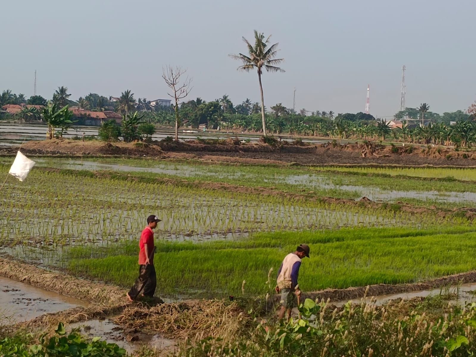 Luas Sawah di Banten Tergerus 26 Ribu Hektar, Produksi Padi Ikut Merosot