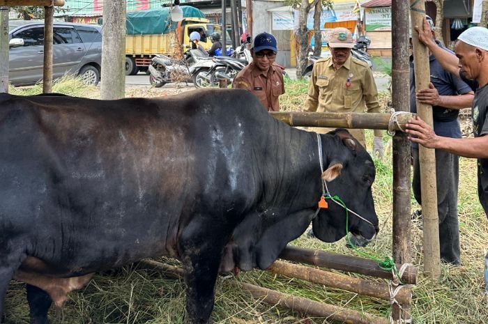 Ekonomi Banten Tumbuh Baik tapi Penjualan Hewan Kurban Turun, Dinas Pertanian Banten Ungkap Penyebabnya 1 Ekonomi Banten Tumbuh Baik tapi Penjualan Hewan Kurban Turun, Dinas Pertanian Banten Ungkap Penyebabnya
