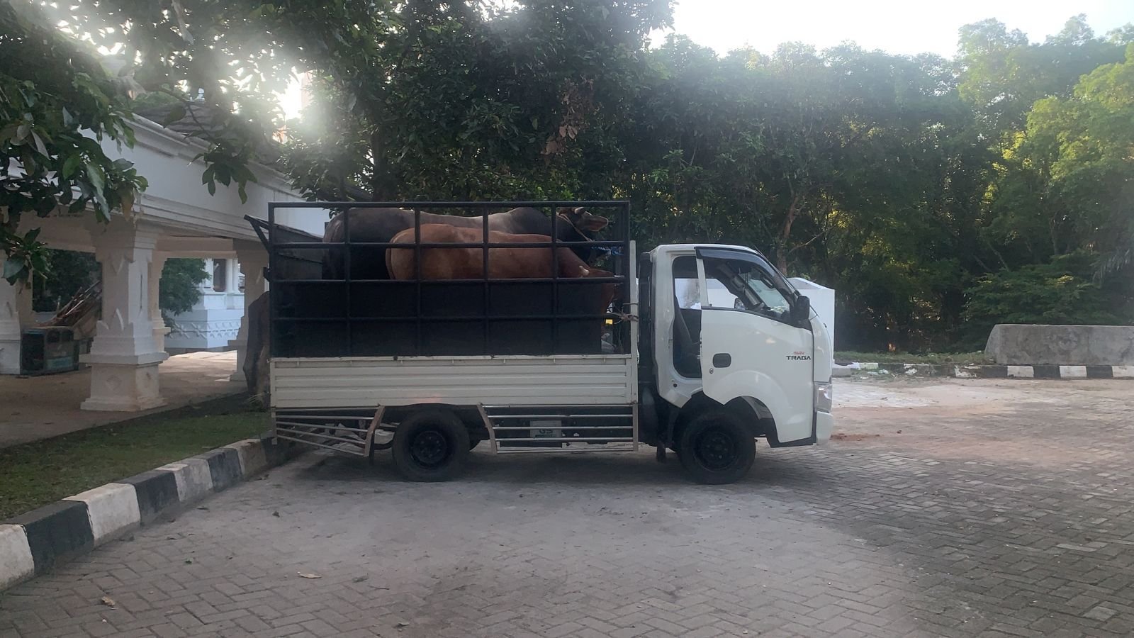 Bukan dari Pandeglang Atau Lebak, Sapi Kurban Bantuan Presiden untuk Pemprov Banten Dibeli dari Daerah Ini 2 Bukan dari Pandeglang Atau Lebak, Sapi Kurban Bantuan Presiden untuk Pemprov Banten Dibeli dari Daerah Ini