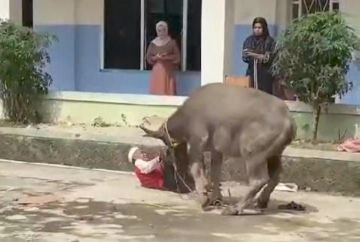Momen Epic Idul Adha, Hendak Disembelih Kerbau di Lebak Ngamuk Seruduk Warga 1 Momen Epic Idul Adha, Hendak Disembelih Kerbau di Lebak Ngamuk Seruduk Warga