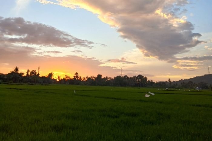 Antisipasi Kekeringan dan Gagal Panen, Distan Provinsi Banten Siagakan 1.012 Pompa Air 3 Antisipasi Kekeringan dan Gagal Panen, Distan Provinsi Banten Siagakan 1.012 Pompa Air