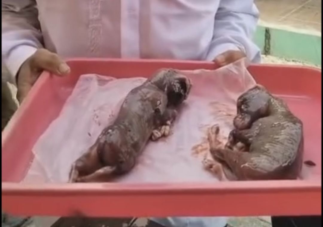 Aneh Tapi Nyata! Warga Pekanbaru Temukan 2 Janin dari Sapi Jantan untuk Kurban Idul Adha