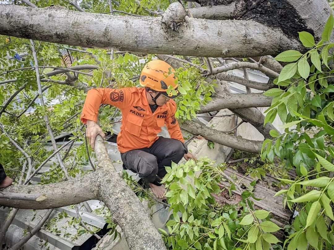 4 Pohon Tumbang Terjadi Akibat Cuaca Buruk, Sejumlah Rumah Warga Tertimpa 2 4 Pohon Tumbang Terjadi Akibat Cuaca Buruk, Sejumlah Rumah Warga Tertimpa