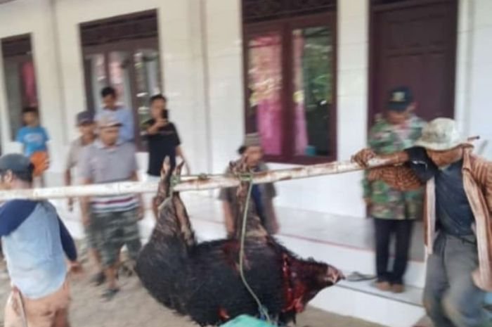 Diburu Warga, Seekor Babi Hutan di Pandeglang Malah Nyasar ke Musala