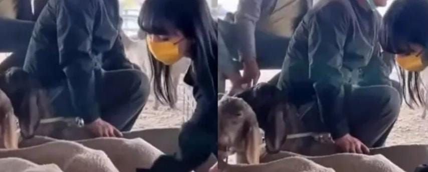 Sudah Tahu Belum? Di China Ada Tren Usap Bokong Domba, Khasiatnya untuk Bantu Hilangkan Stres 5 Sudah Tahu Belum? Di China Ada Tren Usap Bokong Domba, Khasiatnya untuk Bantu Hilangkan Stres