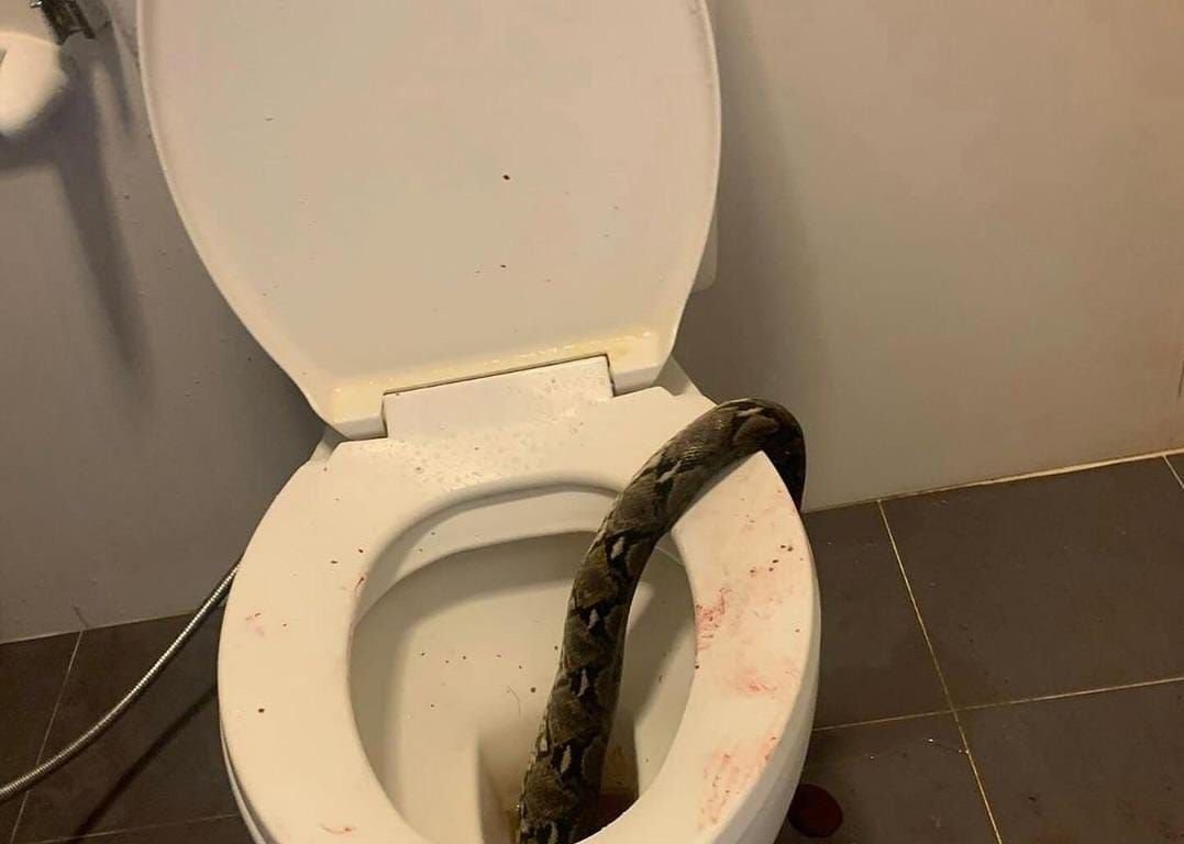 Bikin Ngeri! Alat Kelamin Pria di Thailand Digigit Ular Saat di Toilet 6 Bikin Ngeri! Alat Kelamin Pria di Thailand Digigit Ular Saat di Toilet