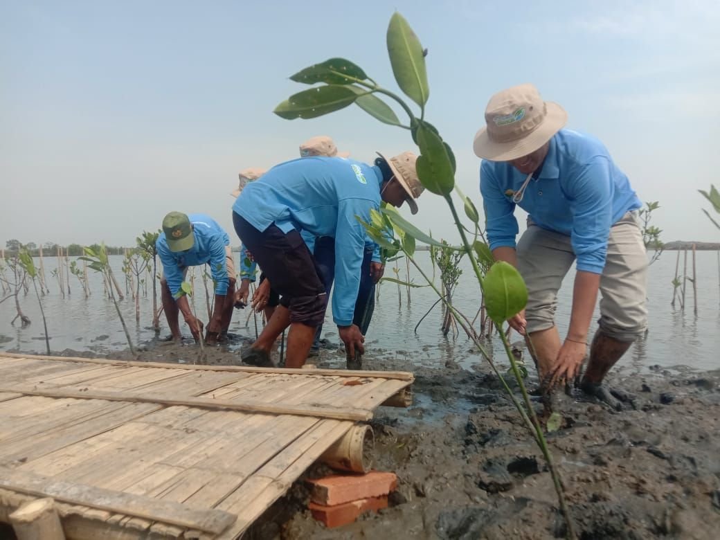 Cegah Abrasi, Pelindo Tanam 25.600 Batang Mangrove di Tirtayasa
