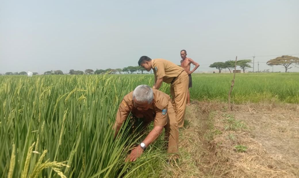 Kekeringan Mulai Serang Pontang Kabupaten Serang, Air Irigasi Semakin Menyusut 5 Kekeringan Mulai Serang Pontang Kabupaten Serang, Air Irigasi Semakin Menyusut