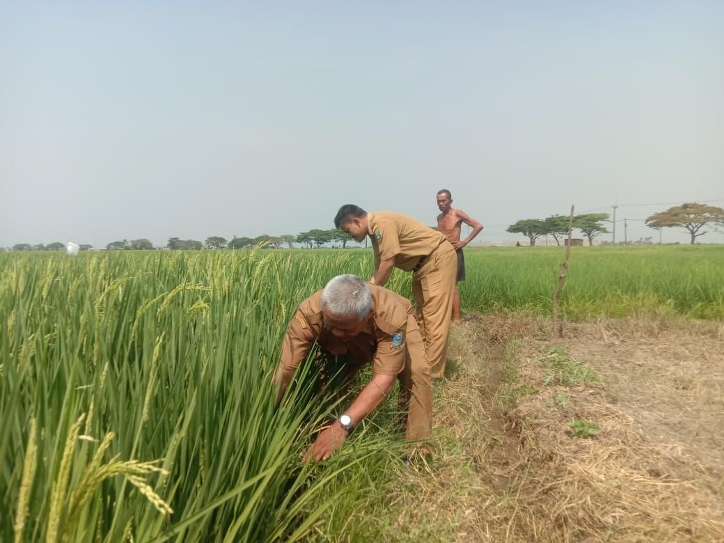 Antisipasi Kekeringan, BPP Pontang Siagakan Pompa Air 4 Antisipasi Kekeringan, BPP Pontang Siagakan Pompa Air