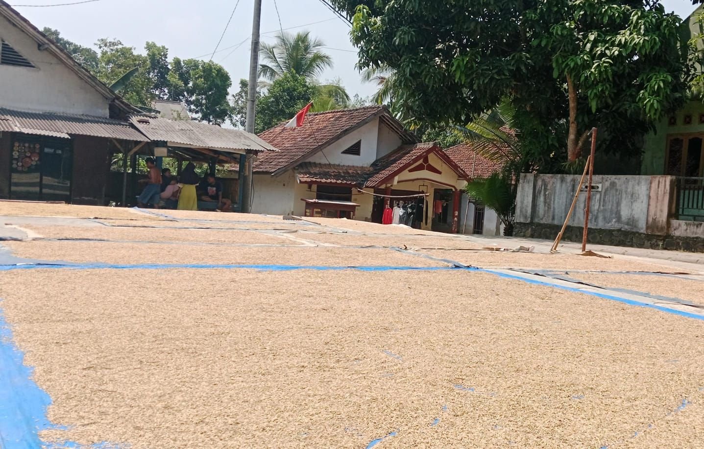 Kemarau Panjang, Pemkab Lebak Klaim Surplus Beras Hingga 240.164 Ton