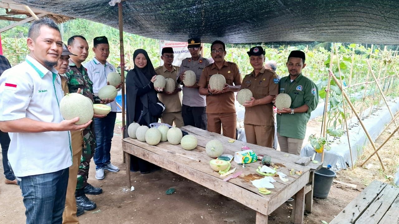 Panen Raya Melon, Pemdes Melati Kabupaten Serang Untung Puluhan Juta