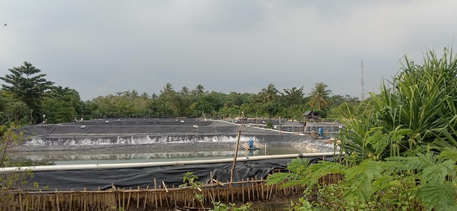 Perusahaan Tambak Udang Jadi Target Pendapatan Asli Daerah 2 Perusahaan Tambak Udang Jadi Target Pendapatan Asli Daerah