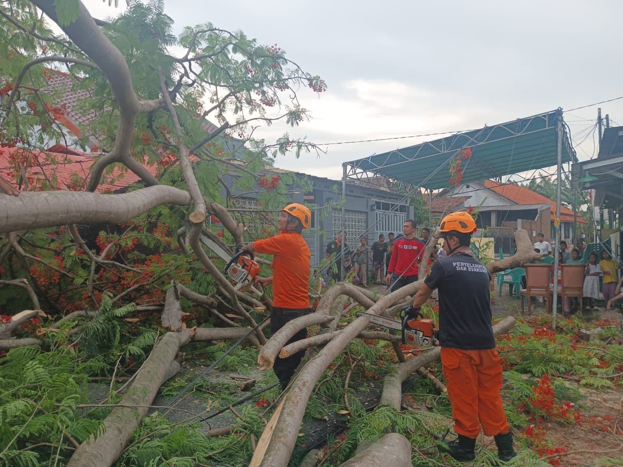 Lagi! BPBD Kota Cilegon Evakuasi Pohon Tumbang, Terjadi 4 Kali Dalam 2 Pekan