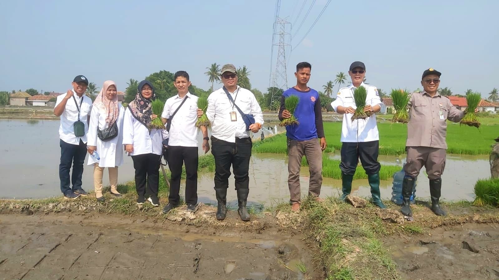 Prabowo Ingin Sawasembada Pangan Dipercepat, Pemkab Serang Genjot Penanam Padi