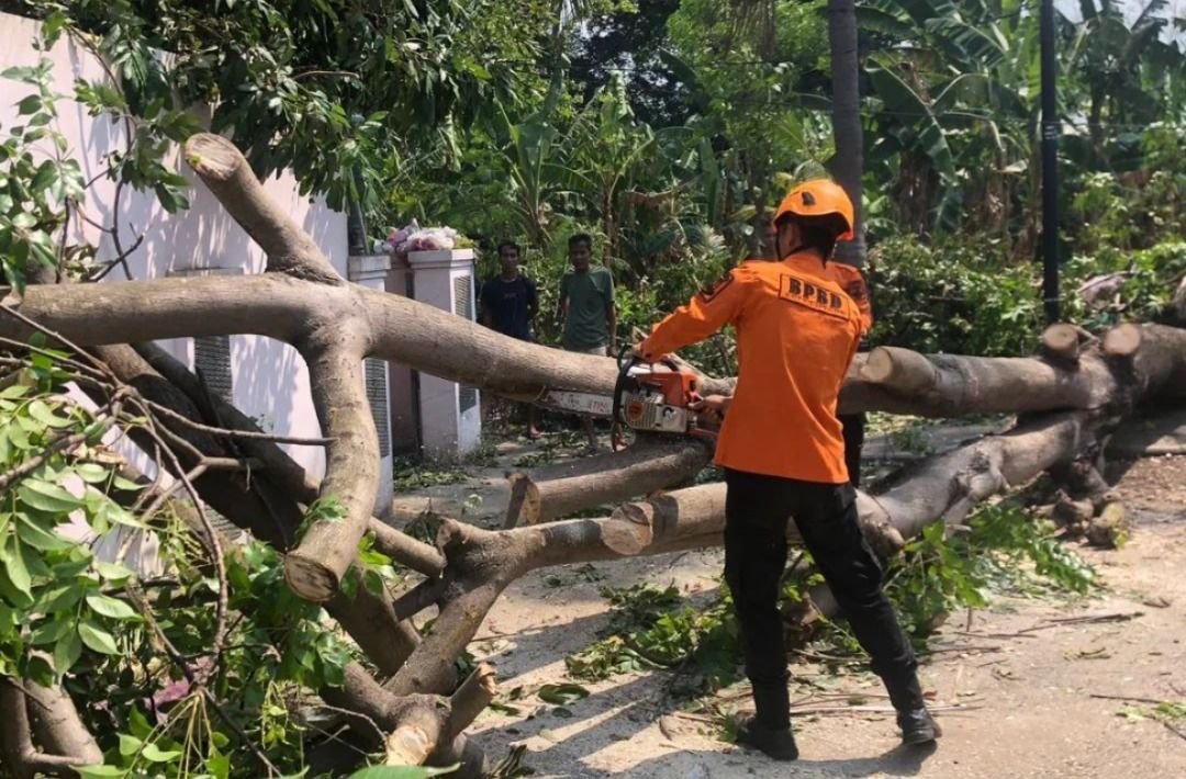 Dampak Cuaca Ekstrem Menerjang, Cilegon Jadi Kota Pohon Tumbang 10 Dampak Cuaca Ekstrem Menerjang, Cilegon Jadi Kota Pohon Tumbang