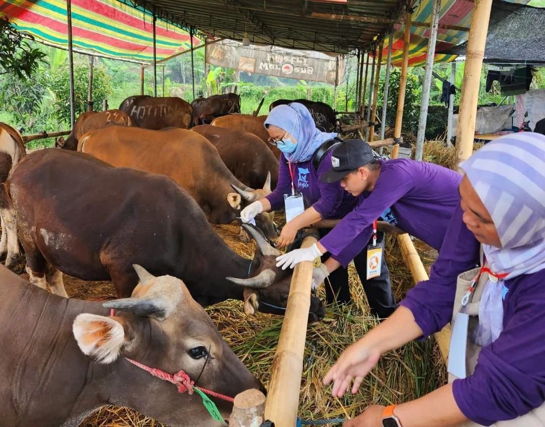 Populasi Kerbau di Pandeglang Terus Menurun tahun 2024 ini Tercatat 7 Ribu Ekor