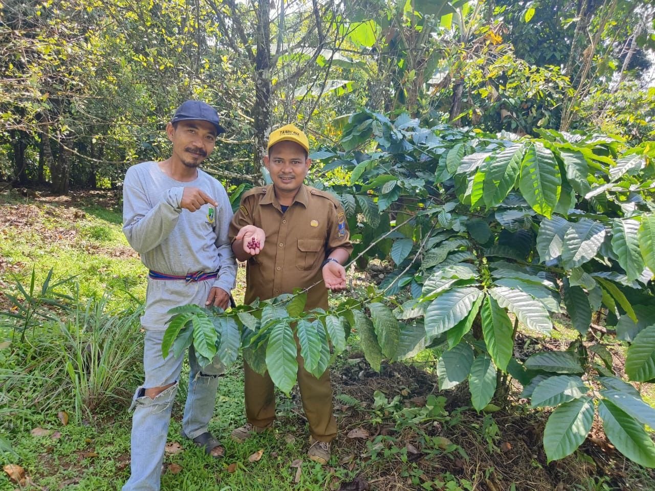 70 Hektare Lahan di Kabupaten Serang Ditanami Kopi Lokal, Jumlahnya Bakal Terus Bertambah 1 70 Hektare Lahan di Kabupaten Serang Ditanami Kopi Lokal, Jumlahnya Bakal Terus Bertambah