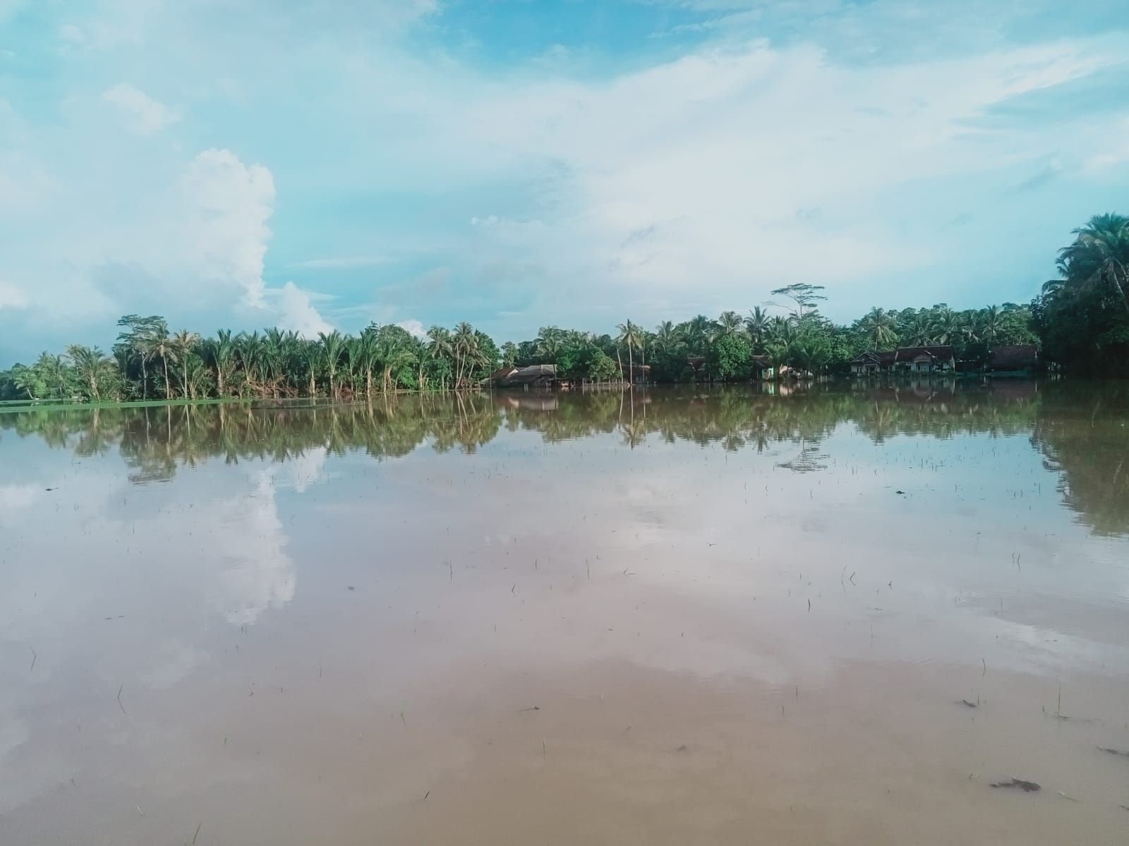 Terendam Banjir, Padi Petani Pandeglang Terancam Gagal Panen