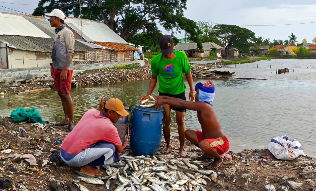 Ratusan Ribu Bandeng di Kabupaten Serang Hilang Diterjang Banjir Rob, Petambak Rugi hingga Ratusan Juta 2 Ratusan Ribu Bandeng di Kabupaten Serang Hilang Diterjang Banjir Rob, Petambak Rugi hingga Ratusan Juta