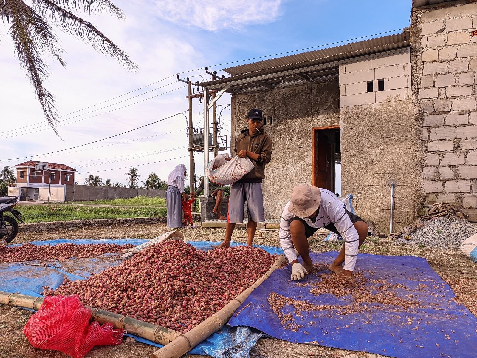 Diguyur Hujan Terus-Menerus, Hasil Panen Bawang Merah di Kabupaten Serang Turun