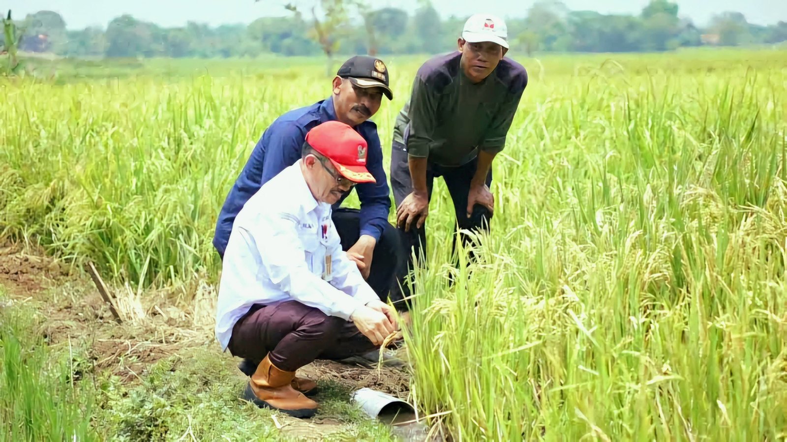 Lahan Sawah di Banten Menyusut Sejak 2019, di Kota Ini Berkurang 100 Persen 8 Lahan Sawah di Banten Menyusut Sejak 2019, di Kota Ini Berkurang 100 Persen