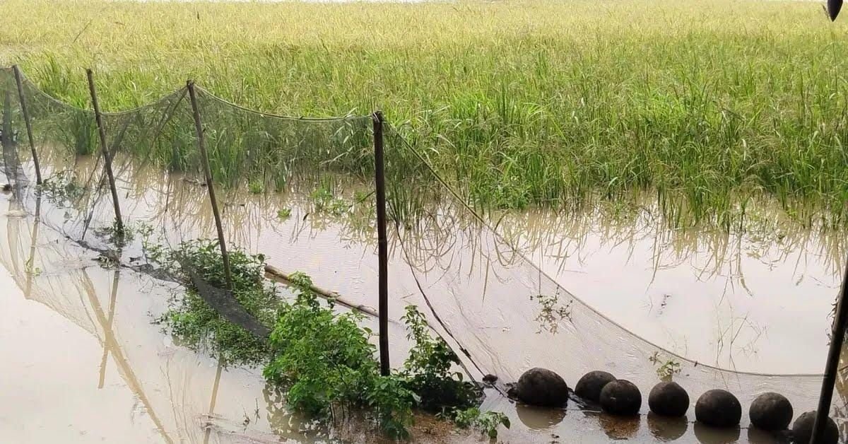 Ratusan Hektare Sawah di Lebak Jadi Langganan Banjir, Diduga Akibat Proyek Tol Serpan 7 Ratusan Hektare Sawah di Lebak Jadi Langganan Banjir, Diduga Akibat Proyek Tol Serpan