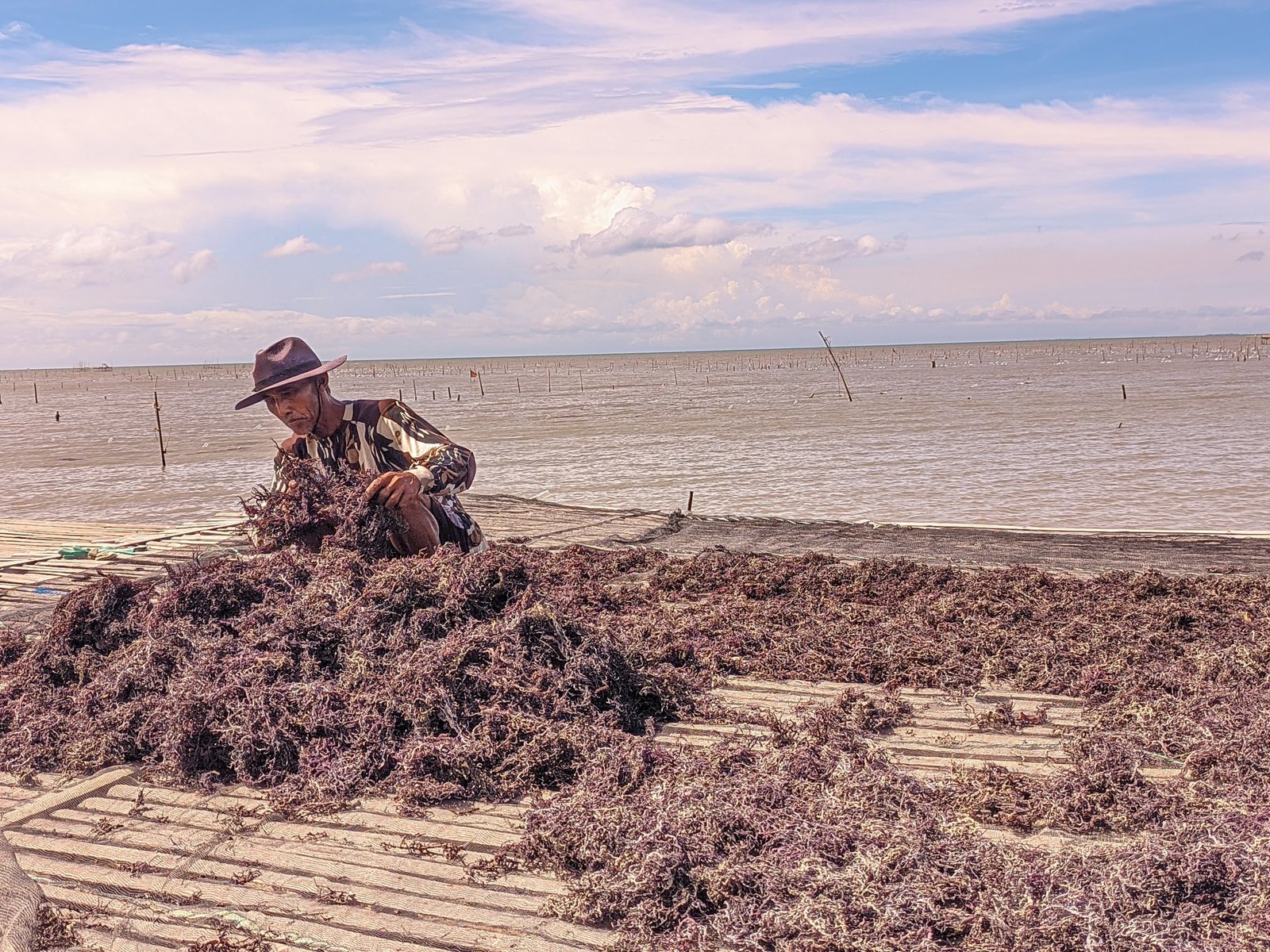 Tiga Varietas Rumput Laut Dikembangkan di Perairan Kabupaten Serang