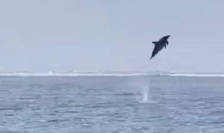 Momen Langka Gerombolan Lumba-lumba Muncul di Perairan Ujung Kulon Pandeglang 1 Momen Langka Gerombolan Lumba-lumba Muncul di Perairan Ujung Kulon Pandeglang