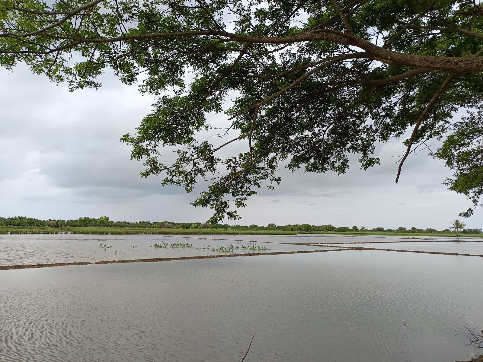 177 Hektare Sawah di Pontang Sulit Ditanami Padi Akibat Dua Sungai Dipenuhi Gulma 4 177 Hektare Sawah di Pontang Sulit Ditanami Padi Akibat Dua Sungai Dipenuhi Gulma