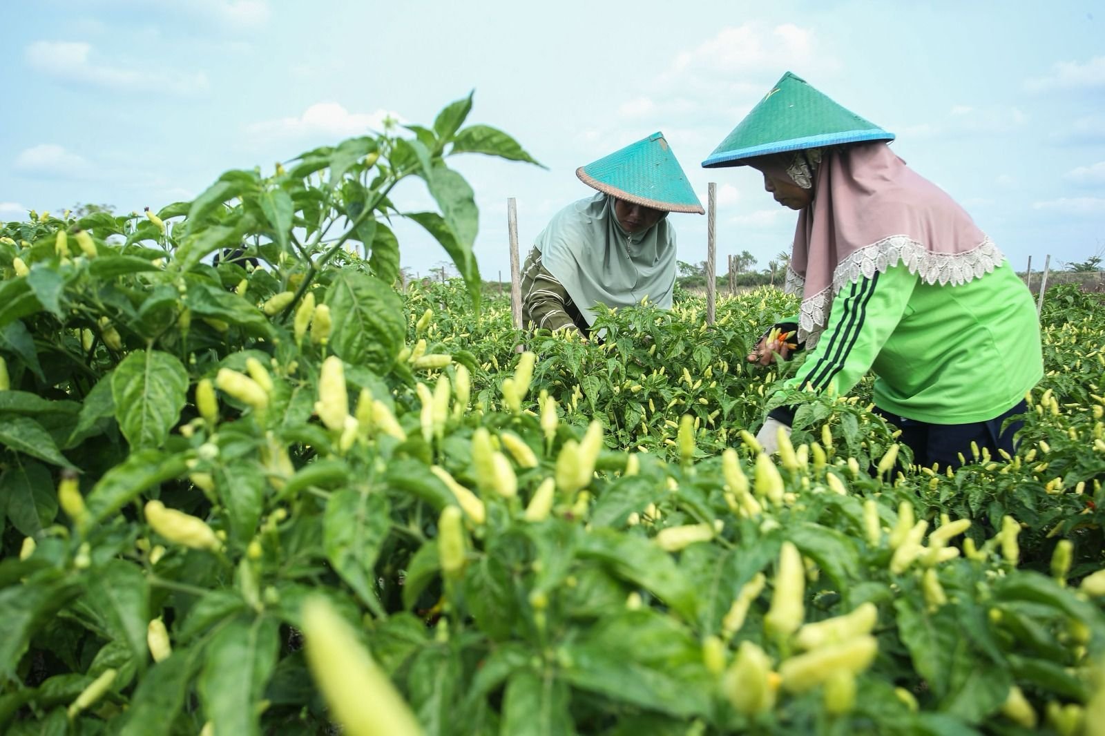 BRI Berhasil Sabet Dua Penghargaan Internasional dari The Asset Triple A