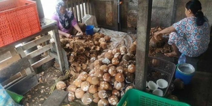 Pecahkan Rekor, Harga Kelapa di Pasar Rangkasbitung Tembus Rp30 Ribu