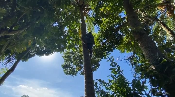 Nasib Petani Lebak di Tengah Melambungnya Harga Kelapa di Pasar, Hanya Dibeli Rp3 Ribu Perbutir