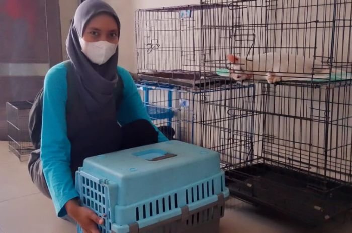 Pecinta Kucing Jangan Skip, Puskeswan Pandeglang Buka Layanan Sterilisasi untuk Si Anabul 1 Pecinta Kucing Jangan Skip, Puskeswan Pandeglang Buka Layanan Sterilisasi untuk Si Anabul