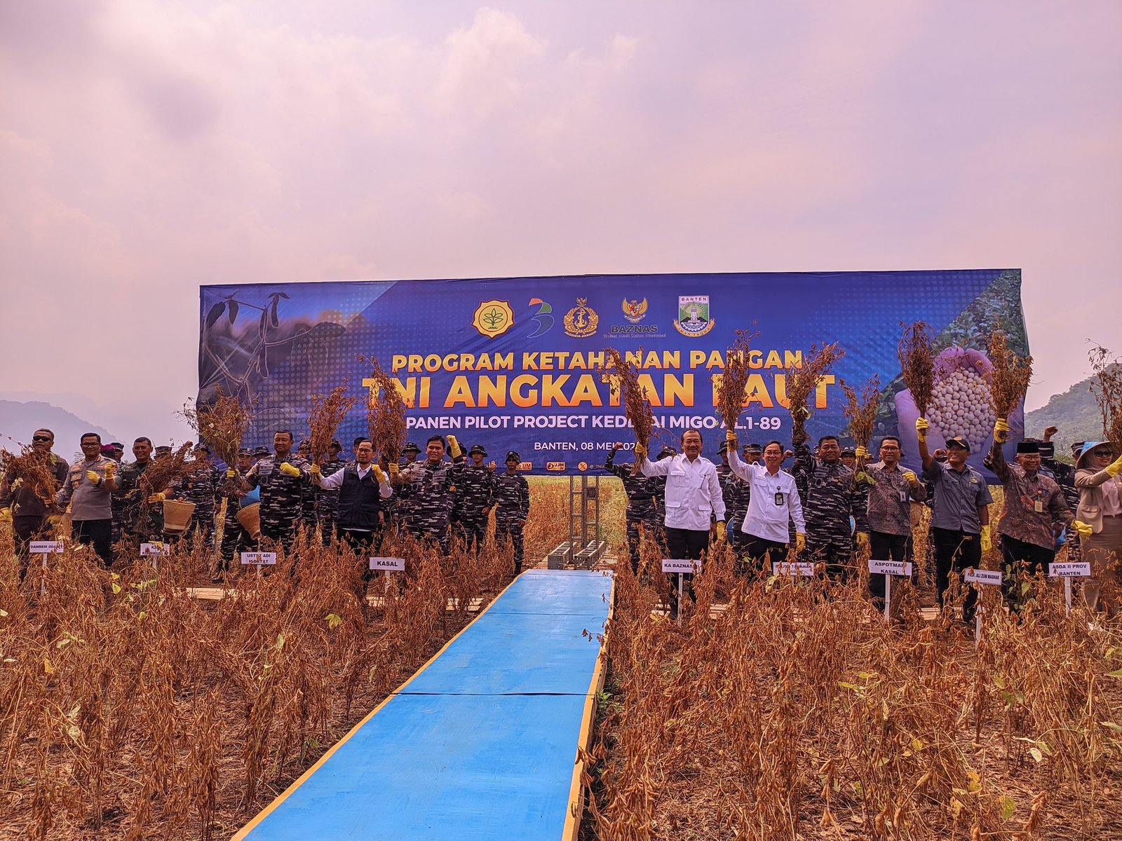 TNI AL Panen Kedelai Migo Al 1-89 di Kecamatan Cinangka, Solusi Swasembada Nasional