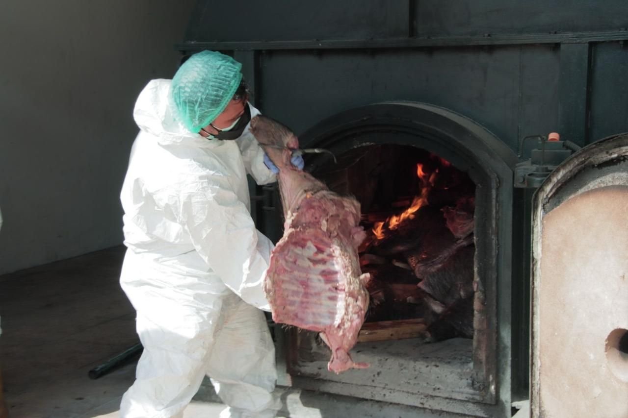 Barantin Musnahkan 2,9 Ton Daging Babi Hutan Di IKH Cilegon