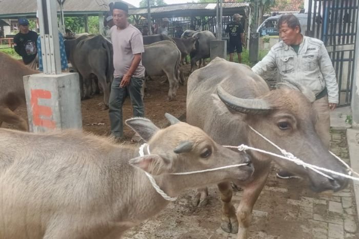 Sebagian Besar Didatangkan dari Luar Daerah, Banten Masih Kekurangan Hewan Kurban 1 Banten Masih Kekurangan 48.316 Hewan Kurban, Potensi Perputaran Uang Tembus Rp402 Miliar