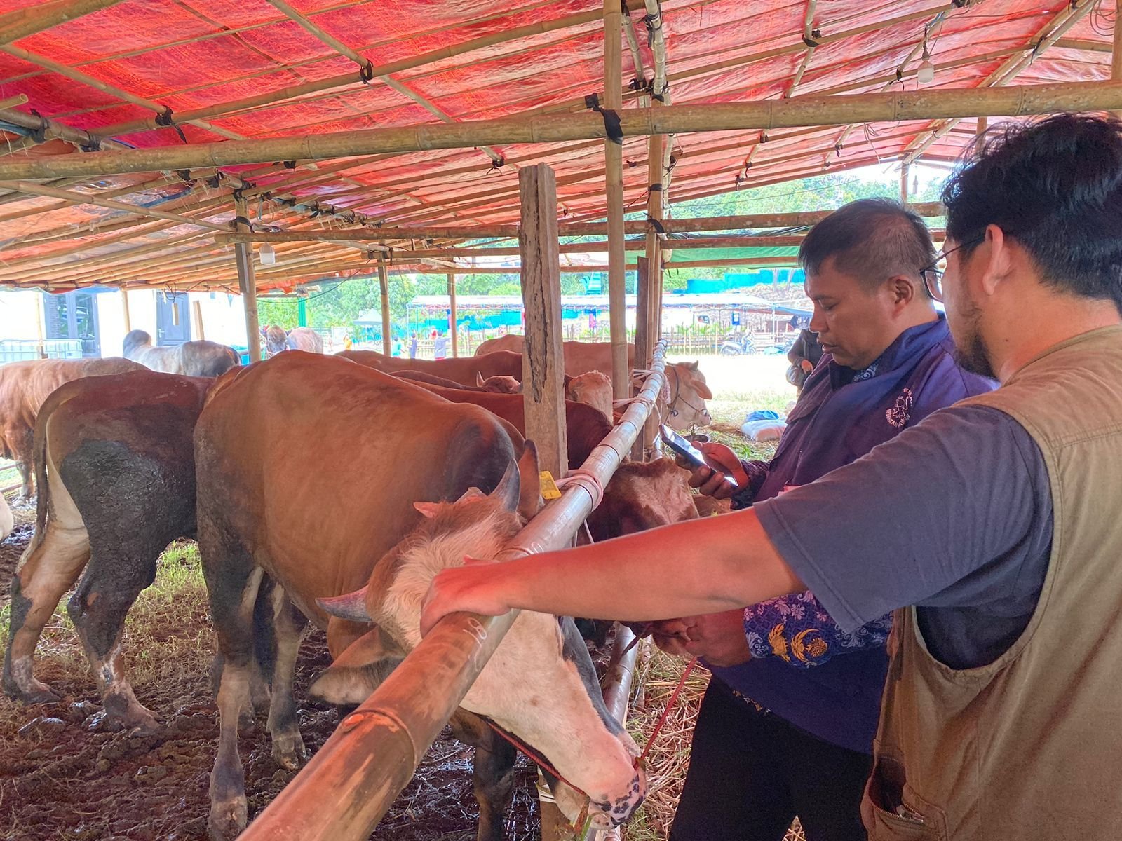 Lakukan Pemeriksaan di Sejumlah Lapak, DKPP Cilegon Pastikan Hewan Qurban di Cilegon Aman dari Penyakit