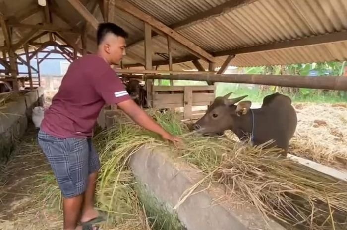 Menjelang Idul Adha 2025, Cek Ciri-ciri Hewan yang Tidak Bisa Dijadikan Kurban