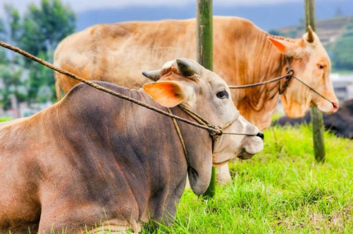 4 Cacat yang Tidak Boleh Ada Pada Hewan Kurban di Idul Adha 2025, Cek Apa Saja? 1 4 Cacat yang Tidak Boleh Ada Pada Hewan Kurban di Idul Adha 2025, Cek Apa Saja?