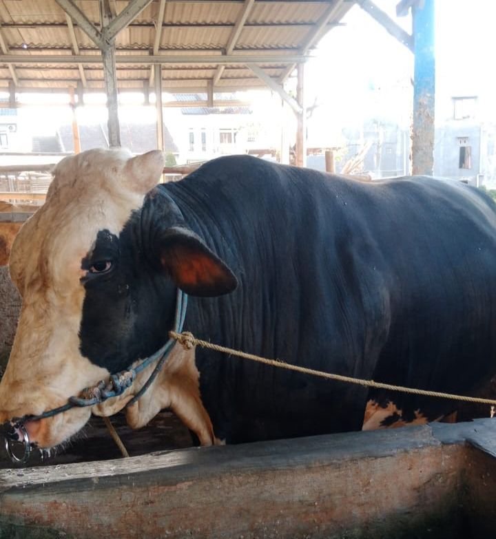 Sapi Kurban Dari Presiden Prabowo 1 Ton Akan Dikirim Ke Pasir Salam Gerem Cilegon 6 Sapi Kurban Dari Presiden Prabowo 1 Ton Akan Dikirim Ke Pasir Salam Gerem Cilegon