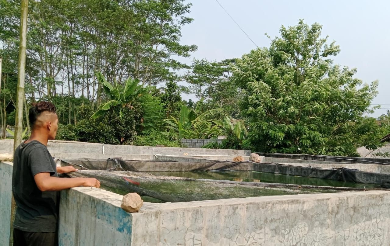Pembudidaya Ikan Air Tawar di Lebak Kekurangan Modal 3 Pembudidaya Ikan Air Tawar di Lebak Kekurangan Modal