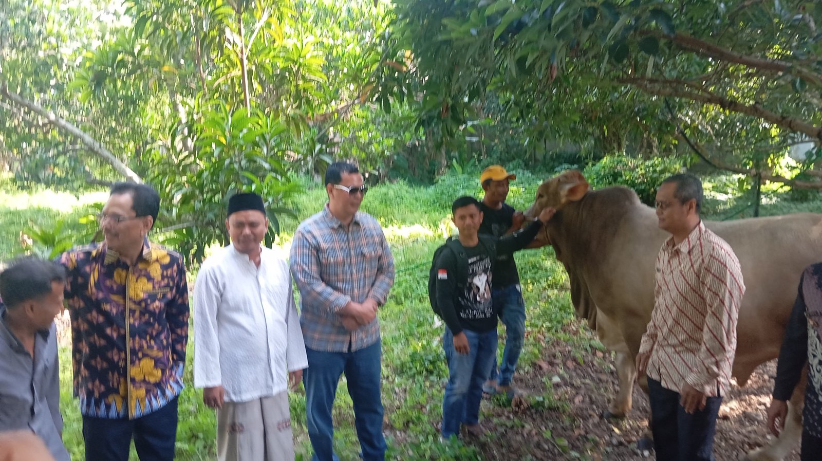 Walikota Serang Budi Rustandi Serahkan Sapi Kurban Presiden Prabowo Subianto, Lingkungan Ini yang Terpilih