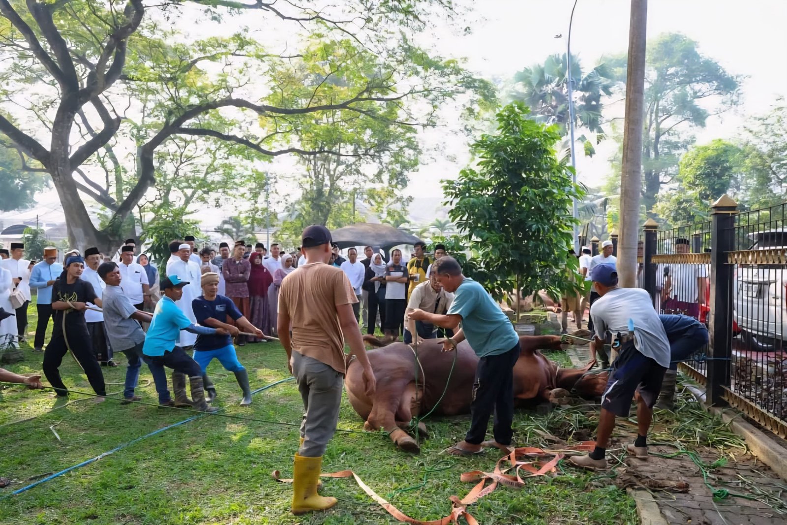 Waspada Bahaya Plastik Hitam, Distan Banten Tekankan Pengemasan Daging Kurban yang Aman 2 Waspada Bahaya Plastik Hitam, Distan Banten Tekankan Pengemasan Daging Kurban yang Aman