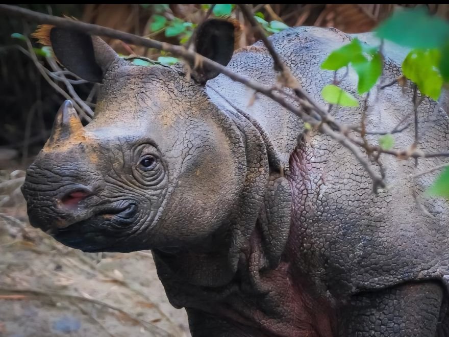 Satu Ekor Badak Jawa Mati Saat Dipindahkan ke Kawasan Penangkaran 1 badak jawa