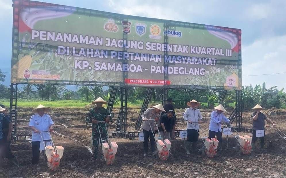 Pemkab Pandeglang Tanam Jagung 32 Hektare, Dukung Swasembada Pangan Nasional