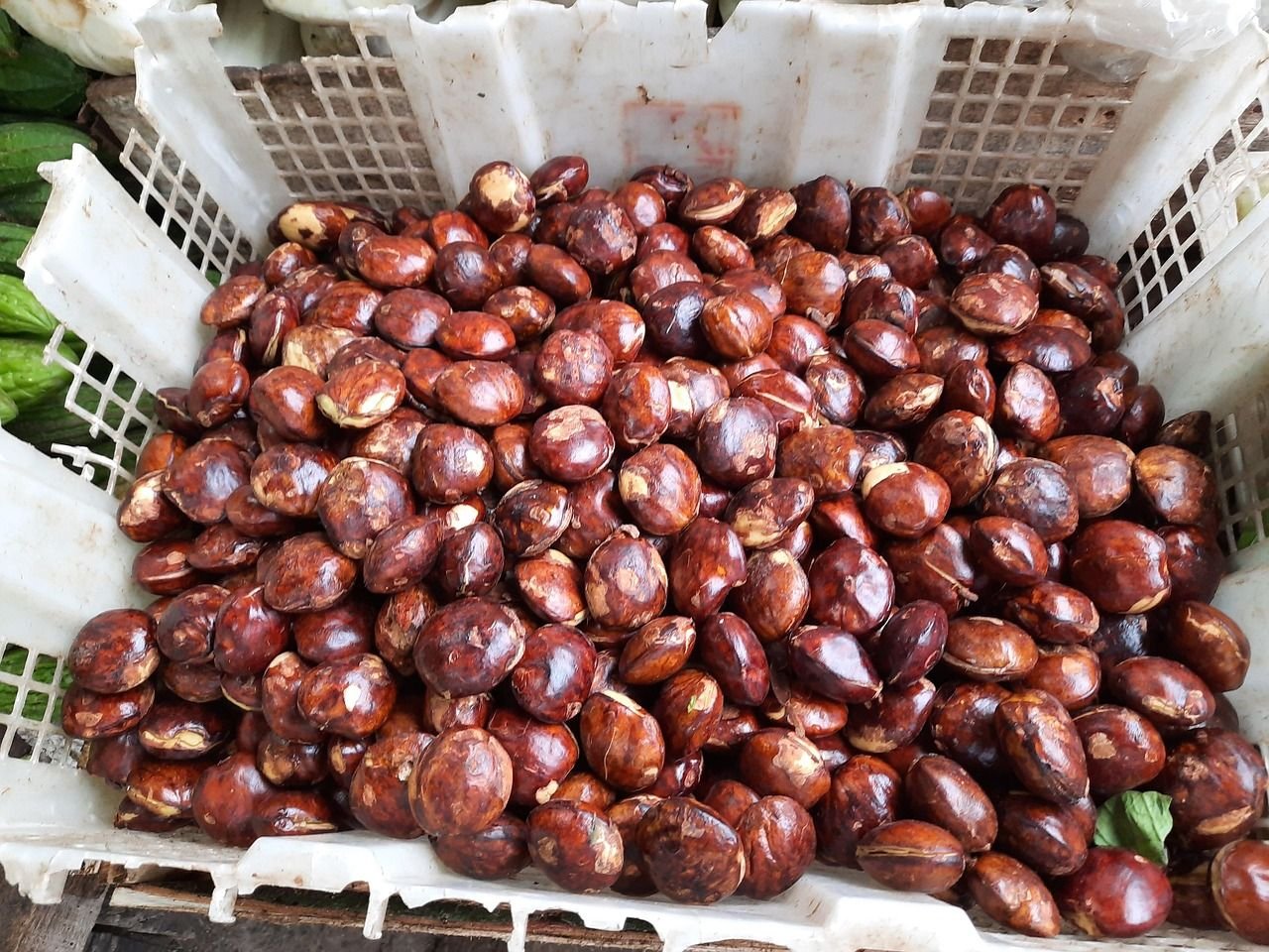Masyarakat Banten Doyan Jengkol, Kini Harga Jengkol Tembus Rp80 Ribu Per Kg