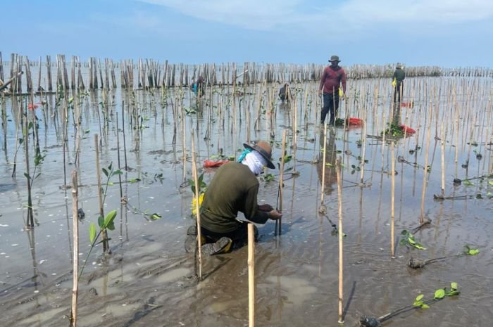Cegah Abrasi Hingga Dukung Keanekaragaman Hayati, Pesisir Laut Utara Provinsi Banten Terus Ditanami Mangrove Seluas 186 Hektar